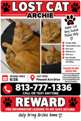 Lost Male Cat last seen East baker street, Plant City, FL 33563