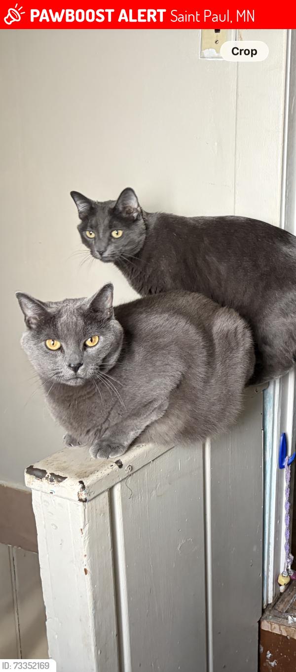 Lost Male Cat last seen Bernard street and McArthur ave, Saint Paul, MN 55118