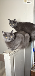 Lost Male Cat last seen Bernard street and McArthur ave, Saint Paul, MN 55118