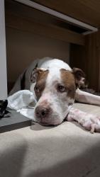 Reunited Male Dog last seen SW 33 drive, West Park, FL 33023