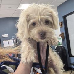 Shelter Stray Female Dog last seen , 124 Evergreen Ave, Newark, NJ 07114, USA