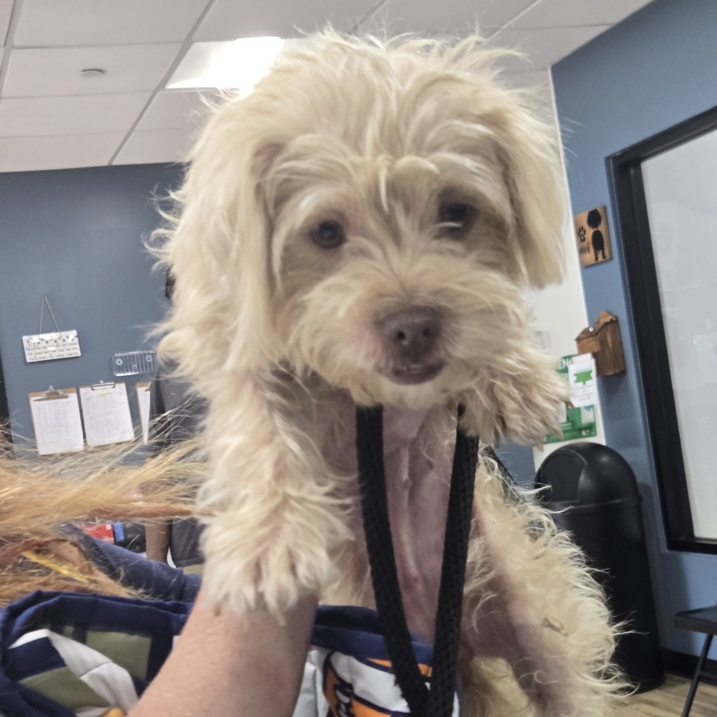 Shelter Stray Female Dog last seen , 124 Evergreen Ave, Newark, NJ 07114, USA