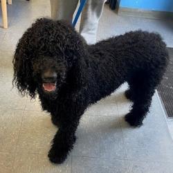 Shelter Stray Unknown Dog last seen , 12910 Yukon Ave, Hawthorne, CA 90250, USA