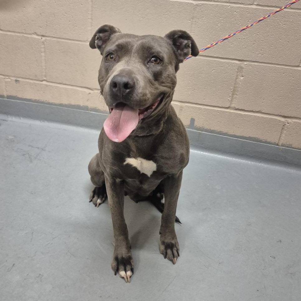 Shelter Stray Female Dog last seen , 2608 Center St, Tacoma, WA 98409, USA