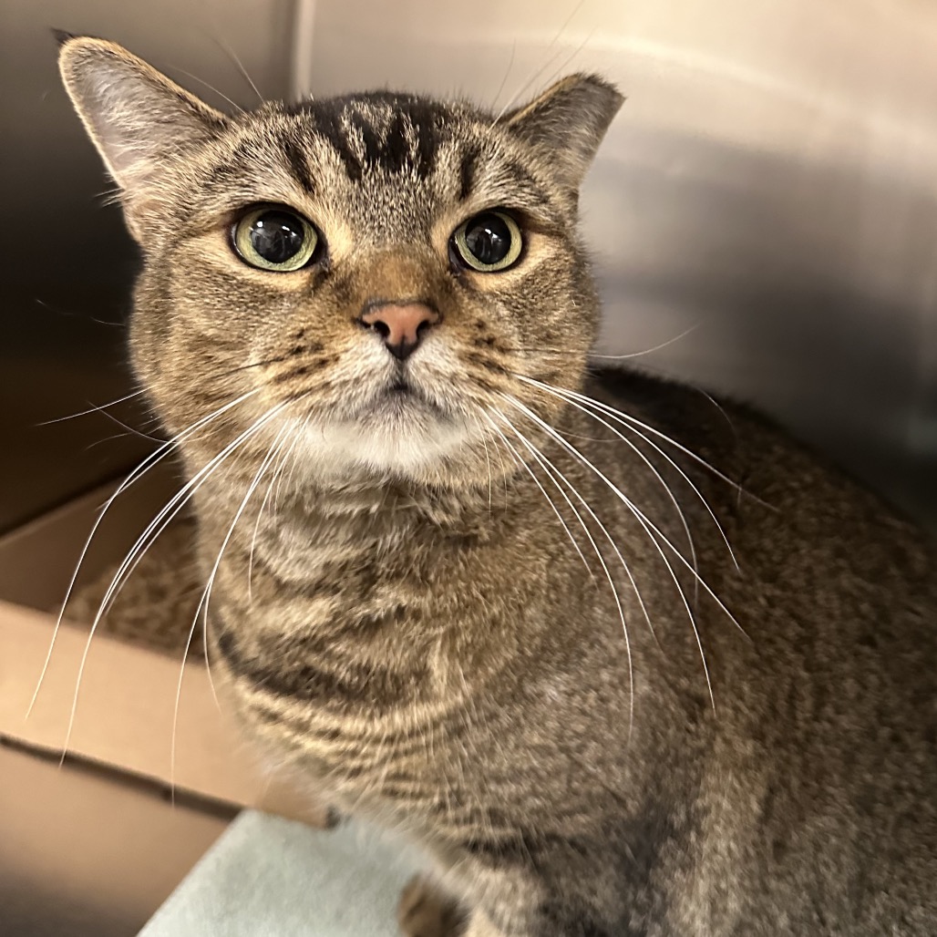 Shelter Stray Female Cat last seen , Animal Care & Control Team of Philly, 111 W Hunting Park Ave, Philadelphia, PA 19140, USA