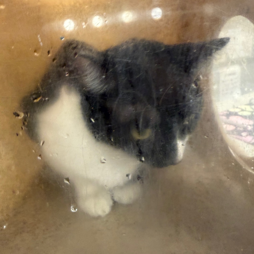 Shelter Stray Female Cat last seen , Animal Care & Control Team of Philly, 111 W Hunting Park Ave, Philadelphia, PA 19140, USA