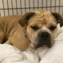 Shelter Stray Male Dog last seen , Animal Care & Control Team of Philly, 111 W Hunting Park Ave, Philadelphia, PA 19140, USA