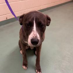 Shelter Stray Female Dog last seen , 2350 Appling City Cove, Memphis, TN 38133, USA