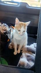 Found/Stray Female Cat last seen Main st leola, Terre Hill, PA 17519