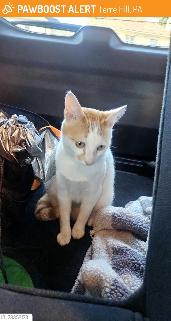 Found/Stray Female Cat last seen Main st leola, Terre Hill, PA 17519