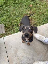 Found/Stray Male Dog last seen Mallard road, Smithfield, NC 27577