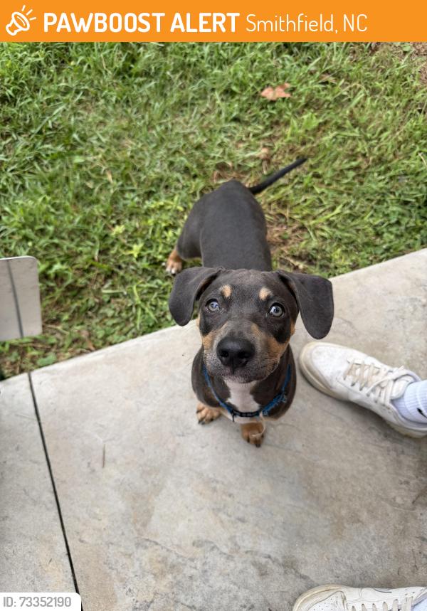 Found/Stray Male Dog last seen Mallard road, Smithfield, NC 27577