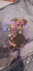 Lost Female Dog last seen Gateway dr, Atascosa County, TX 78065