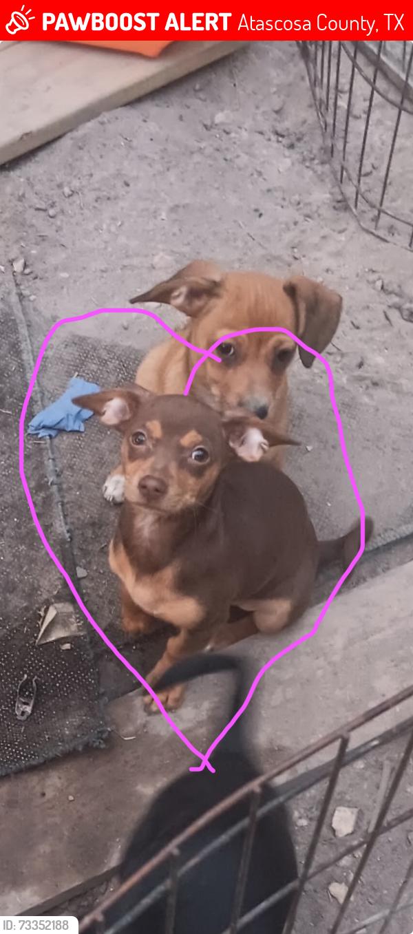 Lost Female Dog last seen Gateway dr, Atascosa County, TX 78065