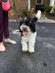 Reunited Female Dog last seen Lagovista Ct and Riverbend Rd, Great Falls, VA 22066