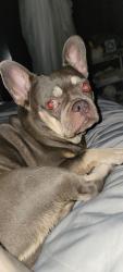 Reunited Female Dog last seen Wilson and MAPLE AVE, Fort Myers, FL 33901