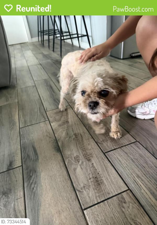 Reunited Female Dog last seen Peoria high school, Peoria, AZ 85345
