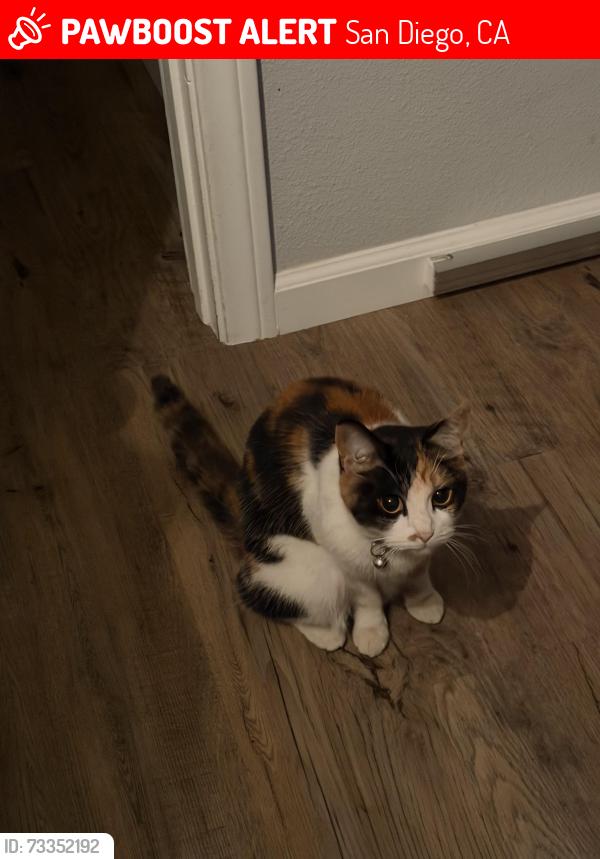 Lost Female Cat last seen Cushman and Morena, San Diego, CA 92110