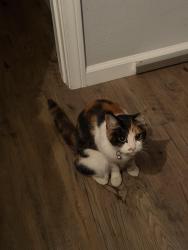 Lost Female Cat last seen Cushman and Morena, San Diego, CA 92110