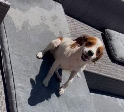 Reunited Female Dog last seen Calvin and auberry, Elk Grove, CA 95624