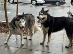 Found/Stray Unknown Dog last seen Near Main Street Los Angeles ca 90037, Los Angeles, CA 90037