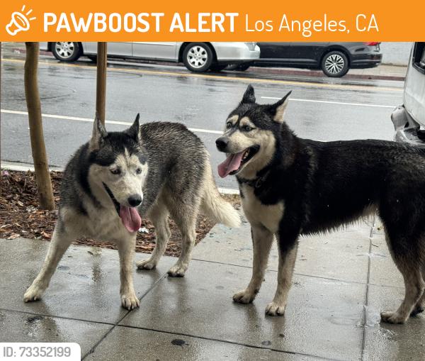 Found/Stray Unknown Dog last seen Near Main Street Los Angeles ca 90037, Los Angeles, CA 90037