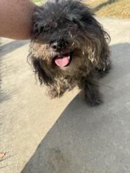 Reunited Male Dog last seen James boulevard near thrasher, Signal Mountain, TN 37377