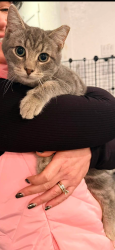 Lost Male Cat last seen asher apmts, North Charleston, SC 29418