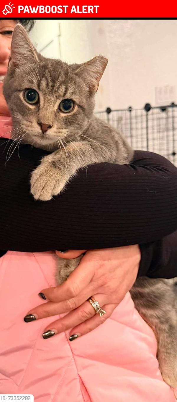Lost Male Cat last seen asher apmts, North Charleston, SC 29418