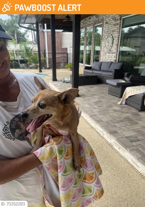 Found/Stray Male Dog last seen Lakeview Drive, Montgomery County, TX 77356