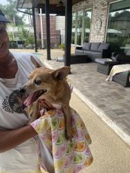 Found/Stray Male Dog last seen Lakeview Drive, Montgomery County, TX 77356