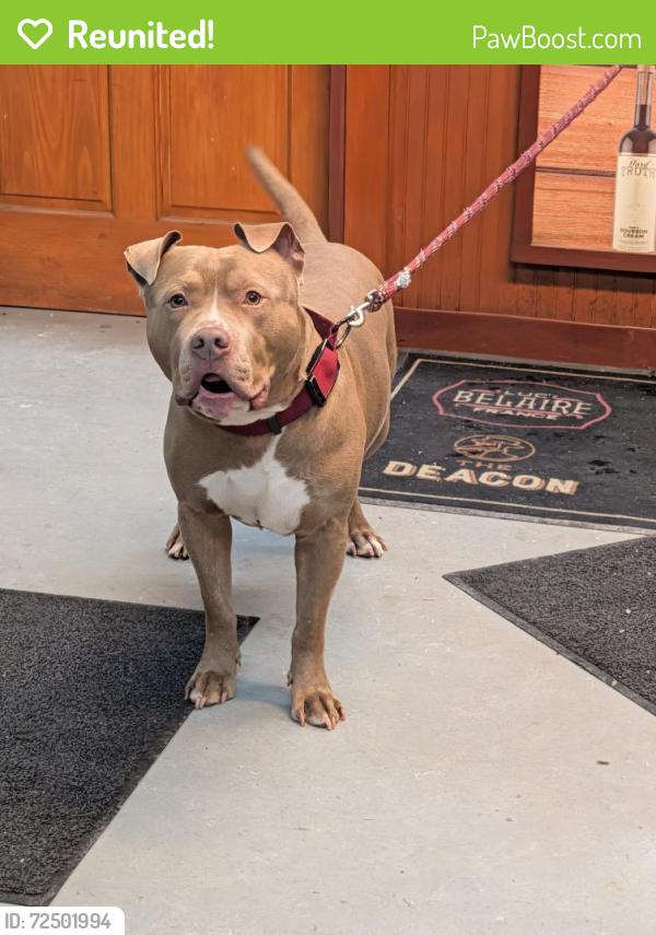 Reunited Male Dog last seen 83rd ave, Albany, NY 12210