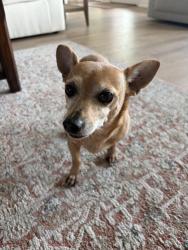 Reunited Male Dog last seen Walden Communiuty on Lake Conroe, Montgomery, TX 77356