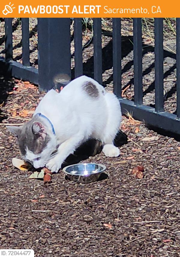 Found/Stray Male Cat last seen Athens and Thunder Valley Ct, Sacramento, CA 95838