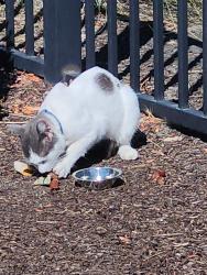 Found/Stray Male Cat last seen Athens and Thunder Valley Ct, Sacramento, CA 95838