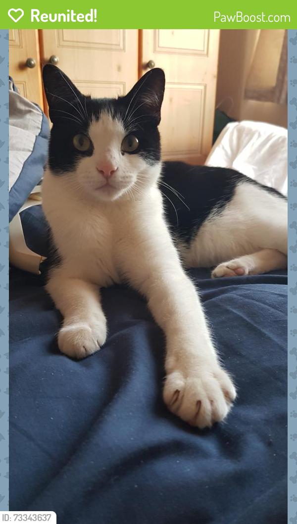 Reunited Male Cat last seen Bettysmead, Exeter EX4 8LN, Devon, England EX4 8LN