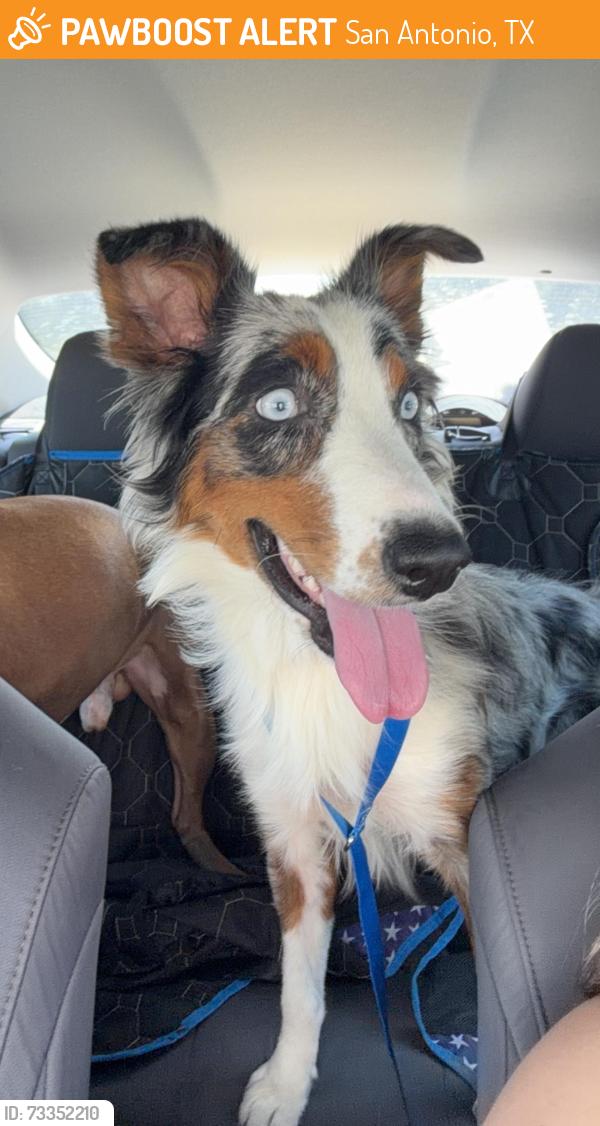 Found/Stray Female Dog last seen Potranco, San Antonio, TX 78253