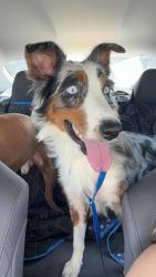 Found/Stray Female Dog last seen Potranco, San Antonio, TX 78253