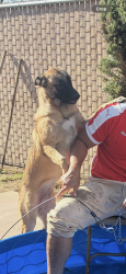 Lost Female Dog last seen Shields and cedar near Walmart, Fresno, CA 93703