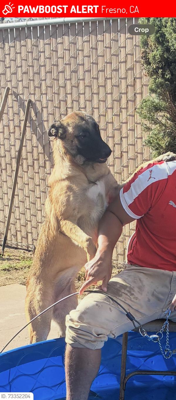 Lost Female Dog last seen Shields and cedar near Walmart, Fresno, CA 93703