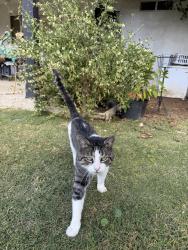 Lost Male Cat last seen Weedpatch hwy, Bakersfield, CA 93307