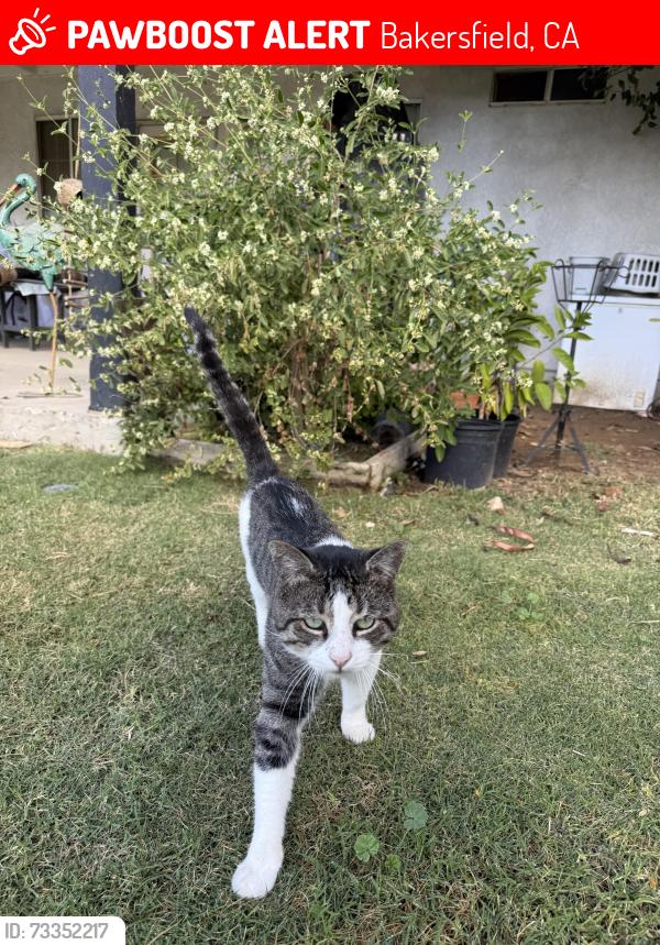 Lost Male Cat last seen Weedpatch hwy, Bakersfield, CA 93307