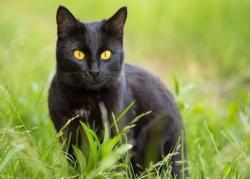 Reunited Female Cat last seen post oak tritt and sandy plains, near sprayberry high school, Marietta, GA 30062