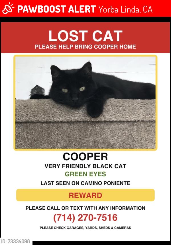 Lost Male Cat last seen Via Lomas de Yorba east/la Palma, Yorba Linda, CA 92887
