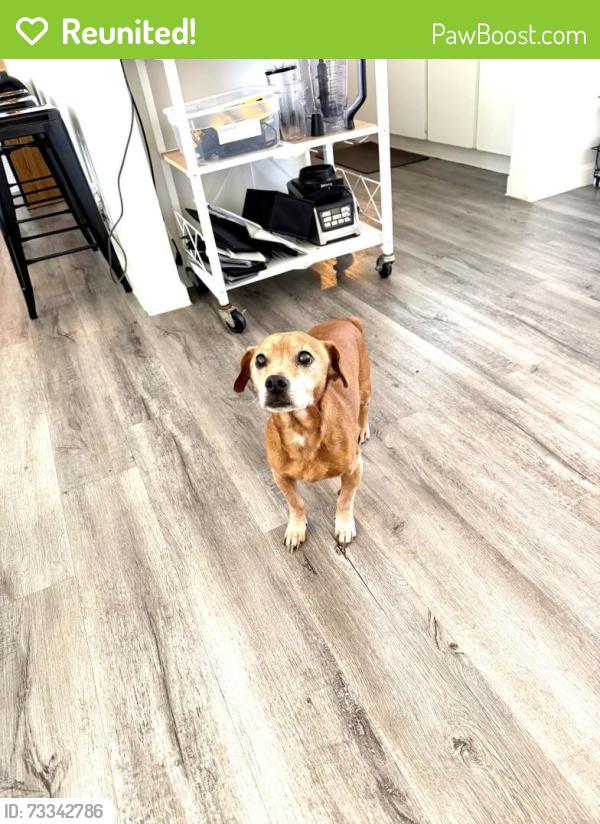 Reunited Male Dog last seen 3rd and colter, Phoenix, AZ 85013