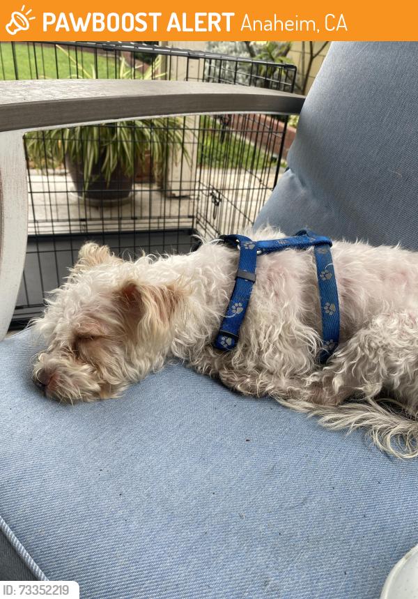 Found/Stray Female Dog last seen Orangethorpe and Holbrook, Anaheim, CA 92807