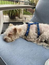 Found/Stray Female Dog last seen Orangethorpe and Holbrook, Anaheim, CA 92807