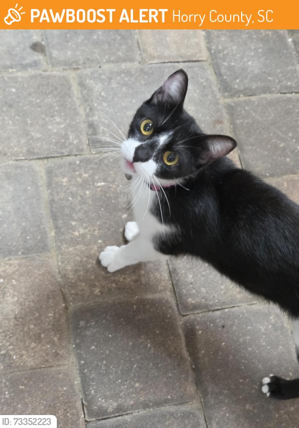 Found/Stray Female Cat last seen Ocean Blvd, Horry County, SC 29588