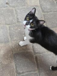 Found/Stray Female Cat last seen Ocean Blvd, Horry County, SC 29588