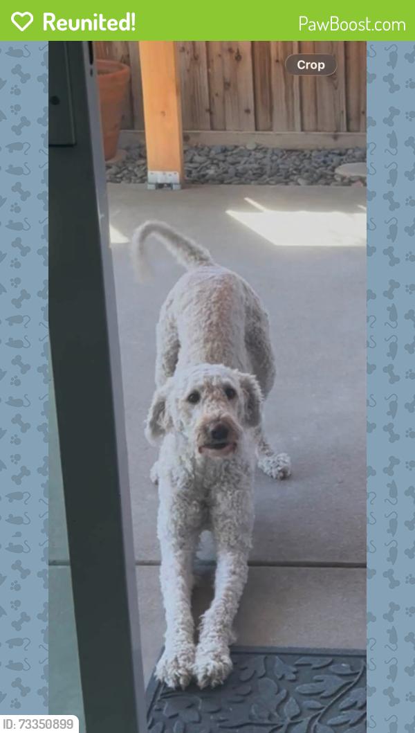 Reunited Female Dog last seen Sacchetti Cir, Stockton, CA 95206